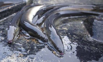 Intervienen 200 kilos de anguila pescada ilegalmente en el Mar Menor