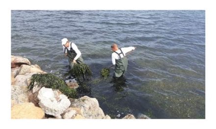 El Ayuntamiento de Cartagena remite una nueva propuesta de acción para la retirada de secos y fangos en las playas del Mar Menor sur