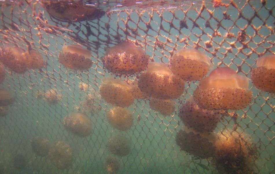 Instalación de redes antimedusas en el Mar Menor el 20 de mayo 2019