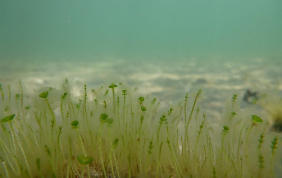 La vegetación y la fauna del Mar Menor se recupera cada vez más