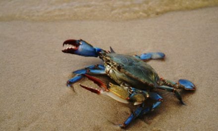Las capturas del cangrejo azul en el Mar Menor frena al invasor
