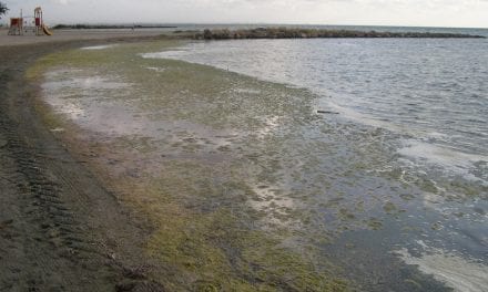 El plan de limpieza de las playas de Los Urrutias y Los Nietos no acaba con las algas