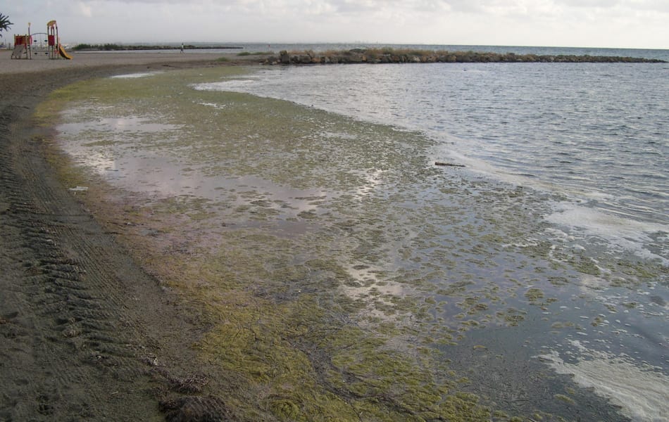 El plan de limpieza de las playas de Los Urrutias y Los Nietos no acaba con las algas