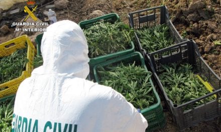 Plantación de marihuana oculta en un melonar. En total han decomisado 850 plantas de marihuana y detenido a dos personas en San Javier por la Guardia Civil.
