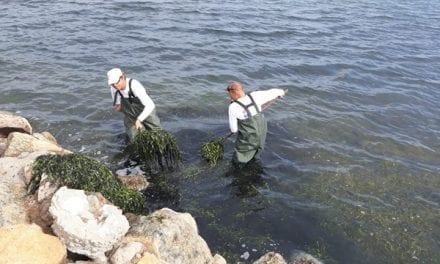 Las algas invaden las playas de Cabo de Palos y La Manga