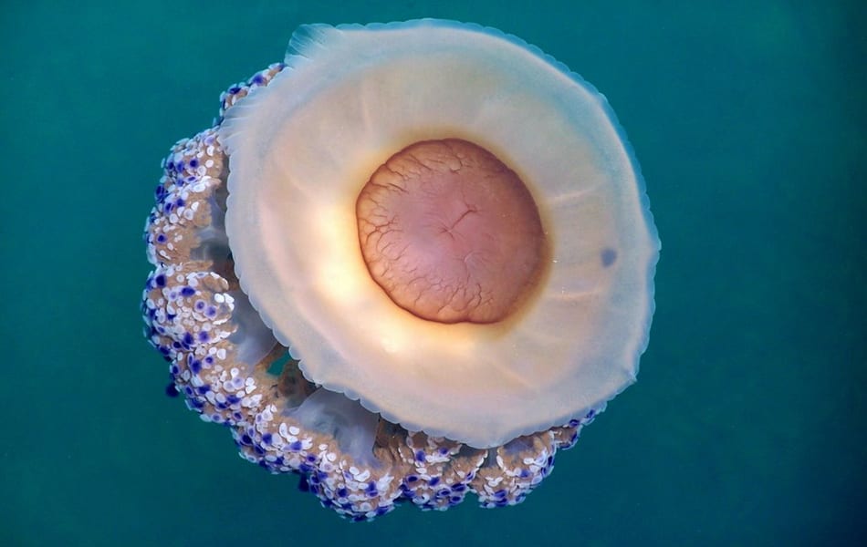 El regreso de las medusas al Mar Menor sería un síntoma de recuperación de la laguna salada de Murcia