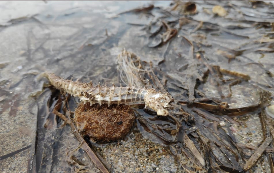 Consecuencias de la DANA: aparecen caballitos de mar muertos a orillas del Mar Menor