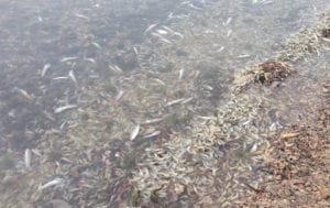 La fiscalia ha abierto una investigación por la muerte de miles de peces y crustáceos en el Mar Menor