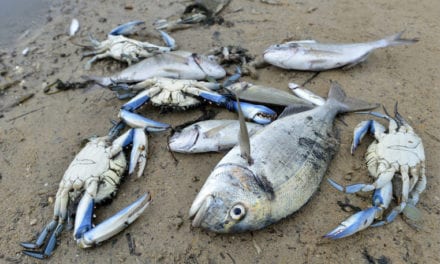 La flora y fauna del Mar Menor habría muerto masivamente en el 80% de las aguas