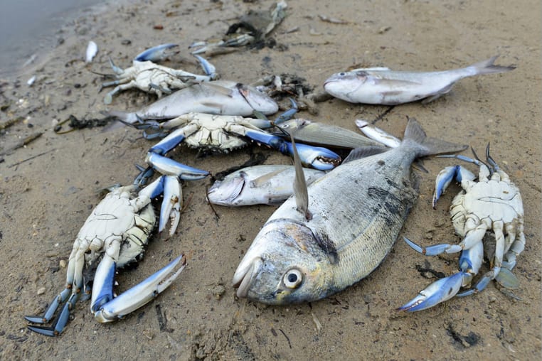 La flora y fauna del Mar Menor habría muerto masivamente en el 80% de las aguas