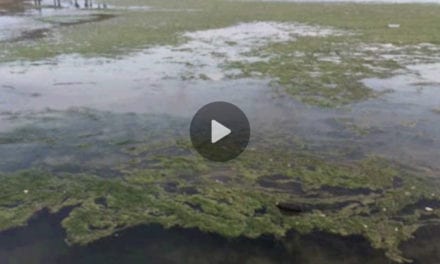La playa de Villananitos en Lo Pagán ha amanecido cubierta de algas filamentosa