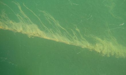 Las algas y “babas” acompañarán al Mar Menor en primavera y verano 2020
