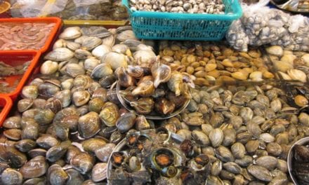 Se van a utilizar almejas y ostras para limpiar el agua del Mar Menor