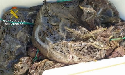 La Guardia Civil investiga a cuatro personas por pesca ilegal de 180 kilos de anguilas en el Mar Menor