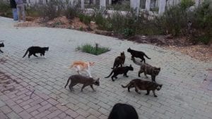 Un nuevo plan para controlar y gestionar las colonias de gatos en Los Alcázares