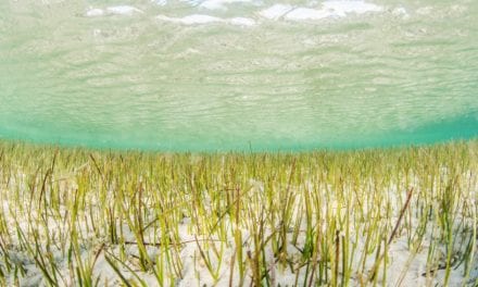 Life Transfer: Un proyecto europeo recuperará las praderas marinas del Mar Menor