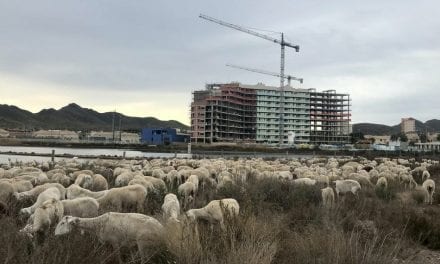 Un rebaño de 400 ovejas por la Colada del Mar Menor
