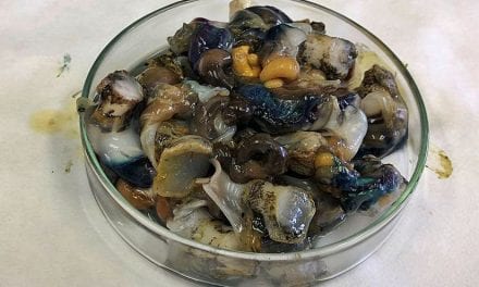 Las caracolas del Mar Menor, un ‘centinela’ que alerta sobre la contaminación por metales pesados en la laguna salada