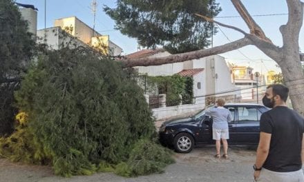 Se desploma una rama de un pino de más de 10 metros en Santiago de la Ribera, San Javier