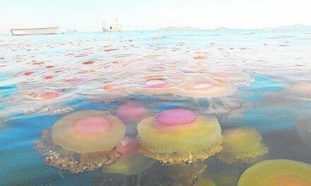 La medusa simbionte Cotylorhiza tuberculata se adaptará a futuras condiciones del Mar Menor
