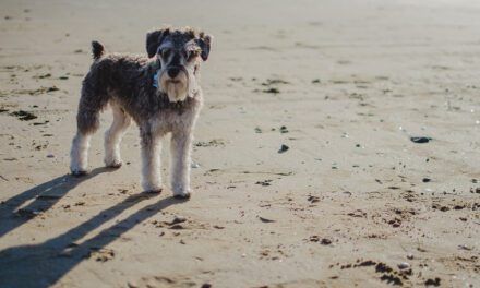 Los perros de La Manga del Mar Menor, sin espacio para disfrutar de la playa