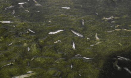 Los primeros análisis descartan un episodio de anoxia en el Mar Menor tras la aparición de miles de peces muertos