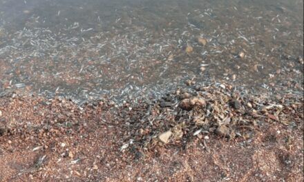 Miles de peces muertos aparecen a orillas de Islas Menores y Los Nietos en el Mar Menor