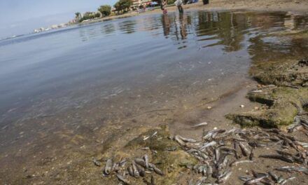 El Instituto Español de Oceanografía asegura que «las altas temperaturas son solo uno de los factores» causantes de la muerte de peces en el Mar Menor