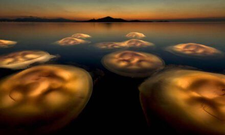 Las medusas del Mar Menor, elegidas mejor foto europea del año 2021 de naturaleza salvaje