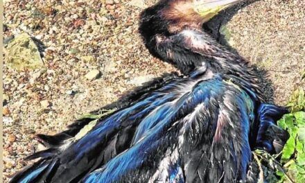 Encuentran 5 cormoranes muertos en una playa de La Manga del Mar Menor