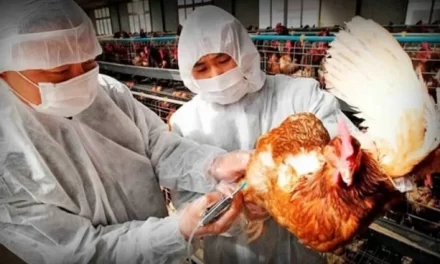 Bando medidas prevención “influenza aviar” (GRIPE AVIAR) San Pedro del Pinatar