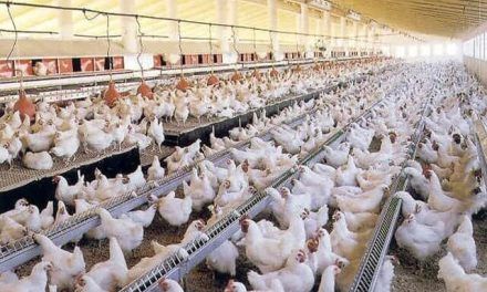 Medidas restrictivas en las granjas avícolas del Mar Menor ante una amenaza de la gripe aviar