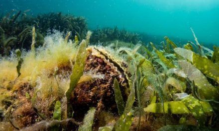 60 millones de ostras para descontaminar el Mar Menor, la laguna salada de Murcia