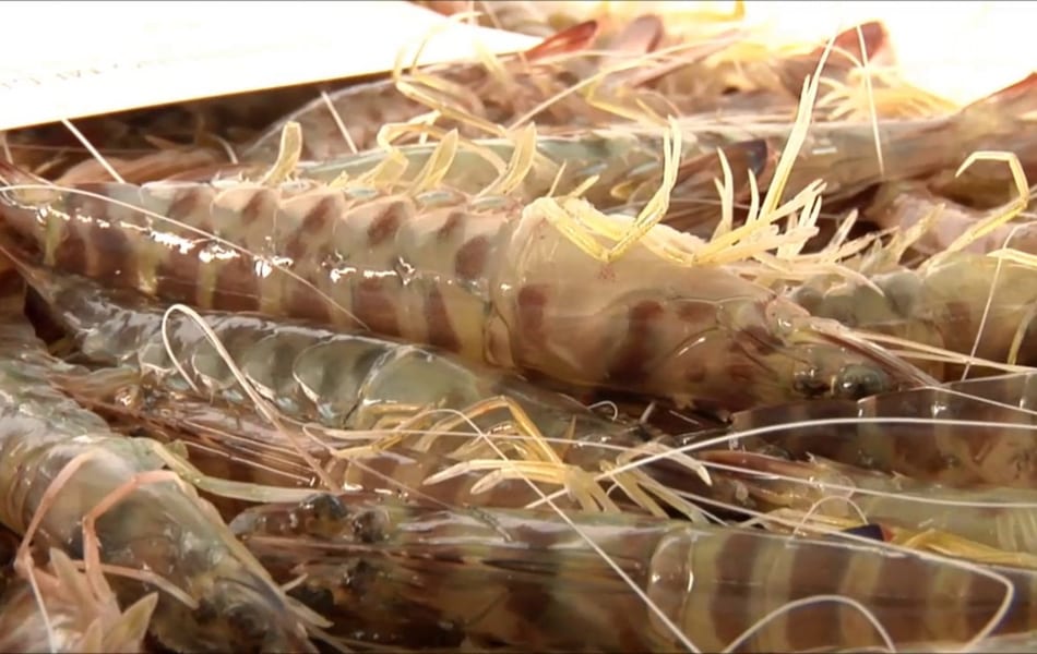 Langostino del Mar Menor: los pescadores de San Pedro del Pinatar resucitan las capturas