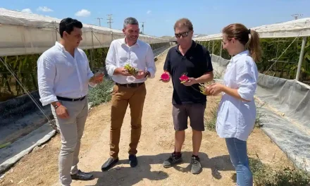 Pitaya San Javier: entre los tres municipios con más producción de fruta del dragón