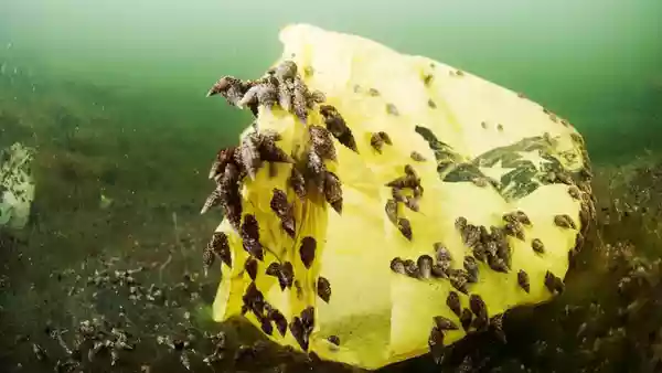 La caracola cerithium scabridum invasora a la conquista del Mar Menor