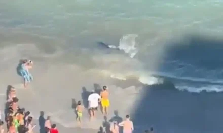 Un tiburón desaloja una playa de La Manga del Mar Menor